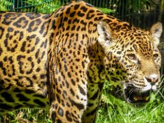 P1010339 : Jaguar, can live upto 23 years, eats anything from large deer t, length 190cm tail 76cm, weight 60-100kgs